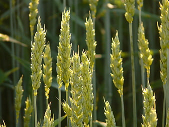 Close-up of green wheat stalks in a field