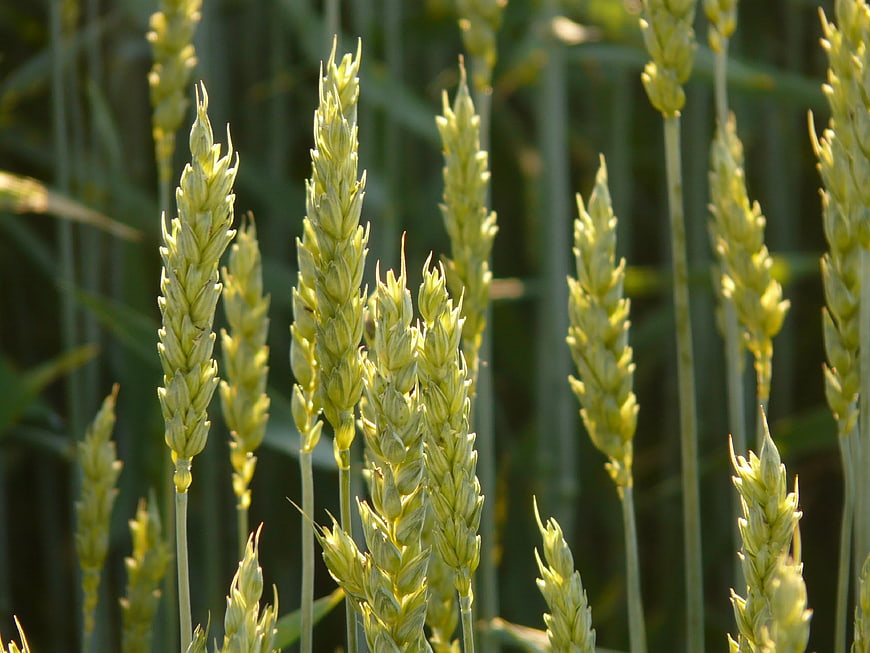 Close-up of green wheat stalks in a field