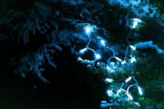 Blue Christmas lights on snowy pine branches at night