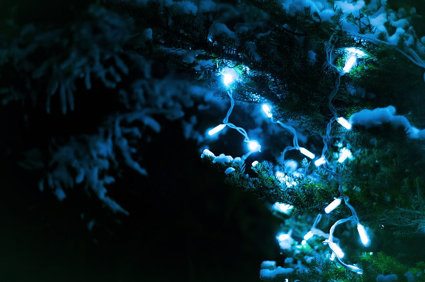 Blue Christmas lights on snowy pine branches at night