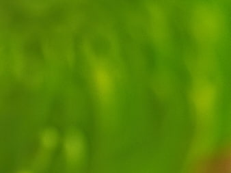 Abstract Soft Green Blurred Background Texture