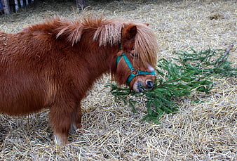 Cute brown pony eating pine branch in hay