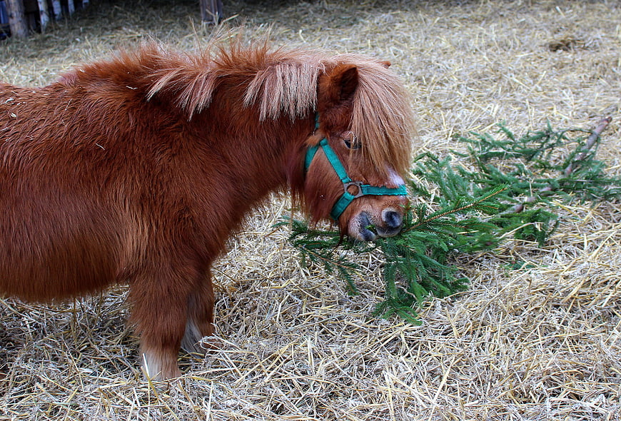Cute brown pony eating pine branch in hay