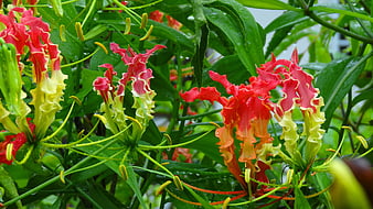 Vibrant Gloriosa Lily Flowers with Raindrops