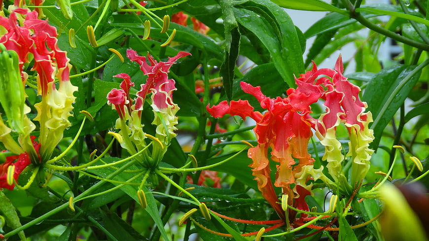 Vibrant Gloriosa Lily Flowers with Raindrops