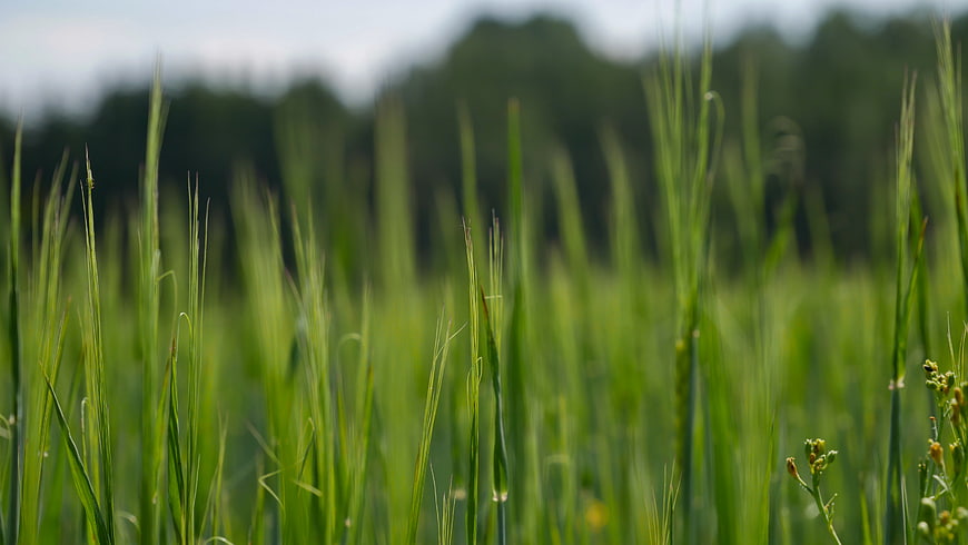 Close-up of tall green grass in a blurred meadow field