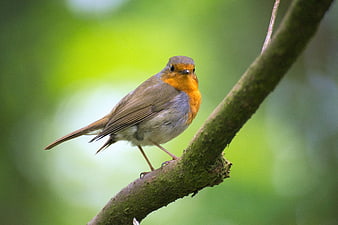 European Robin perched on a mossy branch in a forest