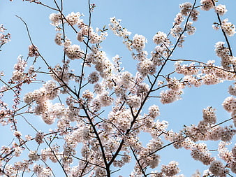 White Cherry Blossoms Against Clear Blue Sky