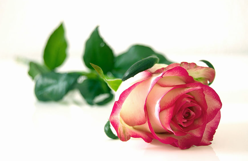 Single Pink and White Rose on White Background