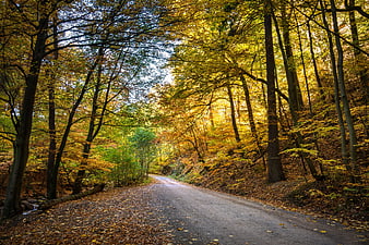Winding Forest Road Through Golden Autumn Trees