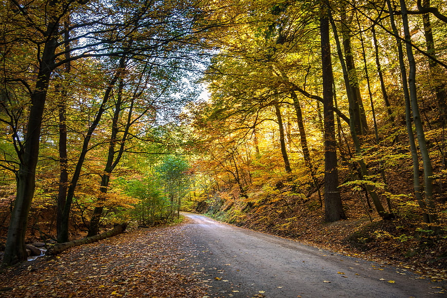Winding Forest Road Through Golden Autumn Trees