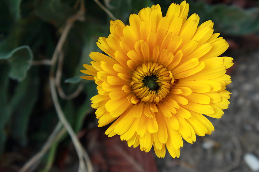 Close-up of a vibrant yellow calendula flower