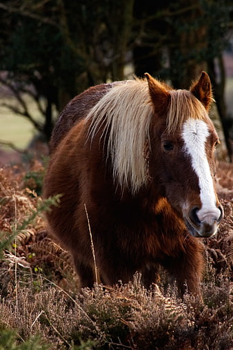Brown Pony with White Mane in Heather Field