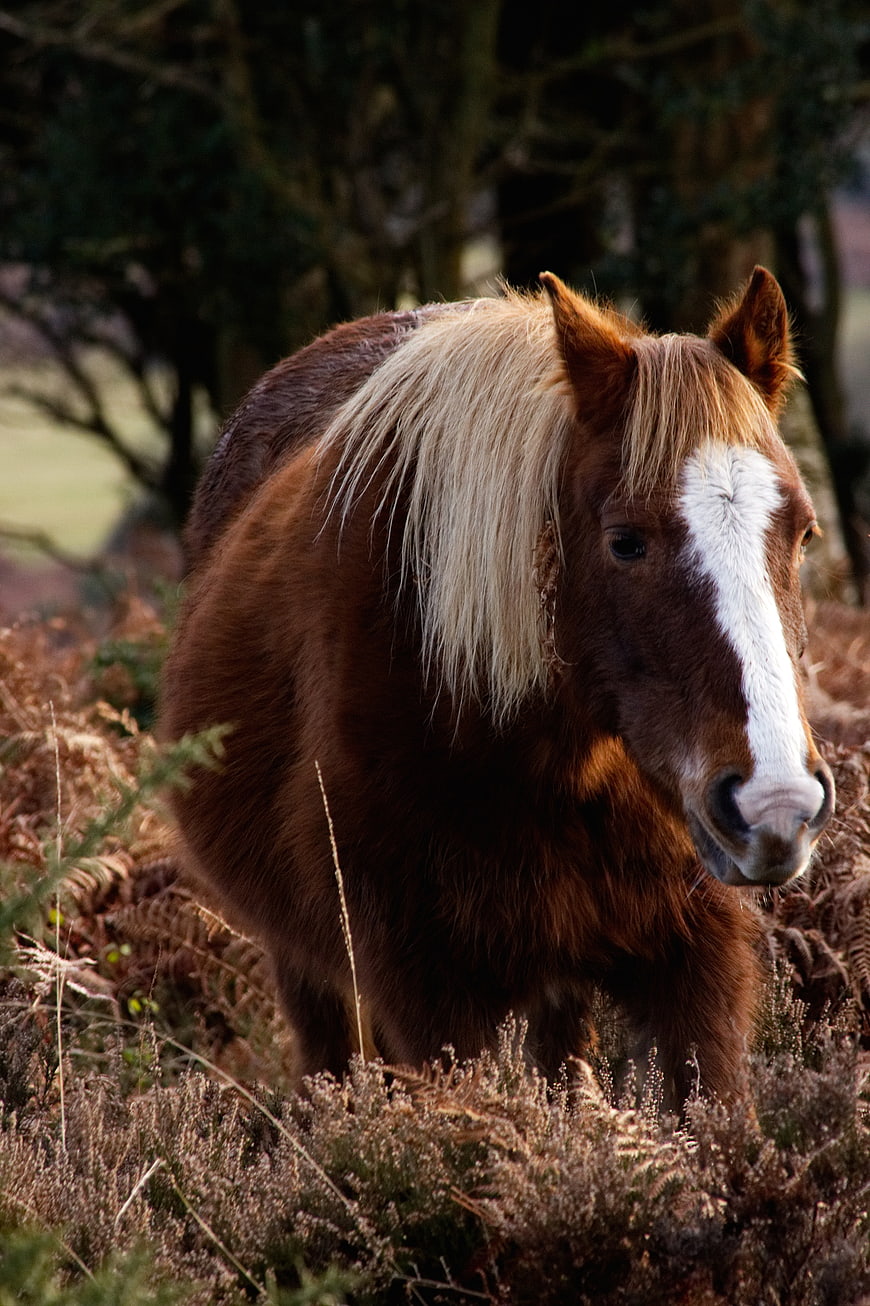Brown Pony with White Mane in Heather Field