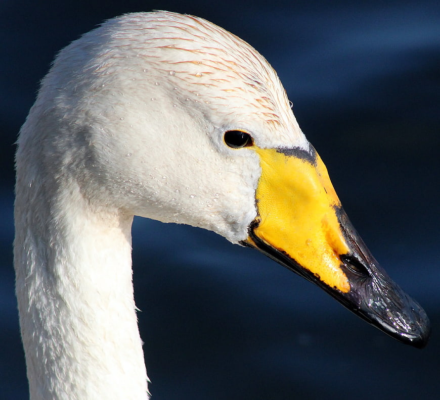 Close-up of a white swan head with yellow beak