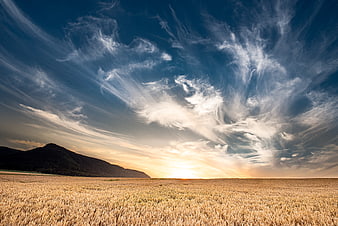 Golden wheat field landscape with dramatic sunset and clouds