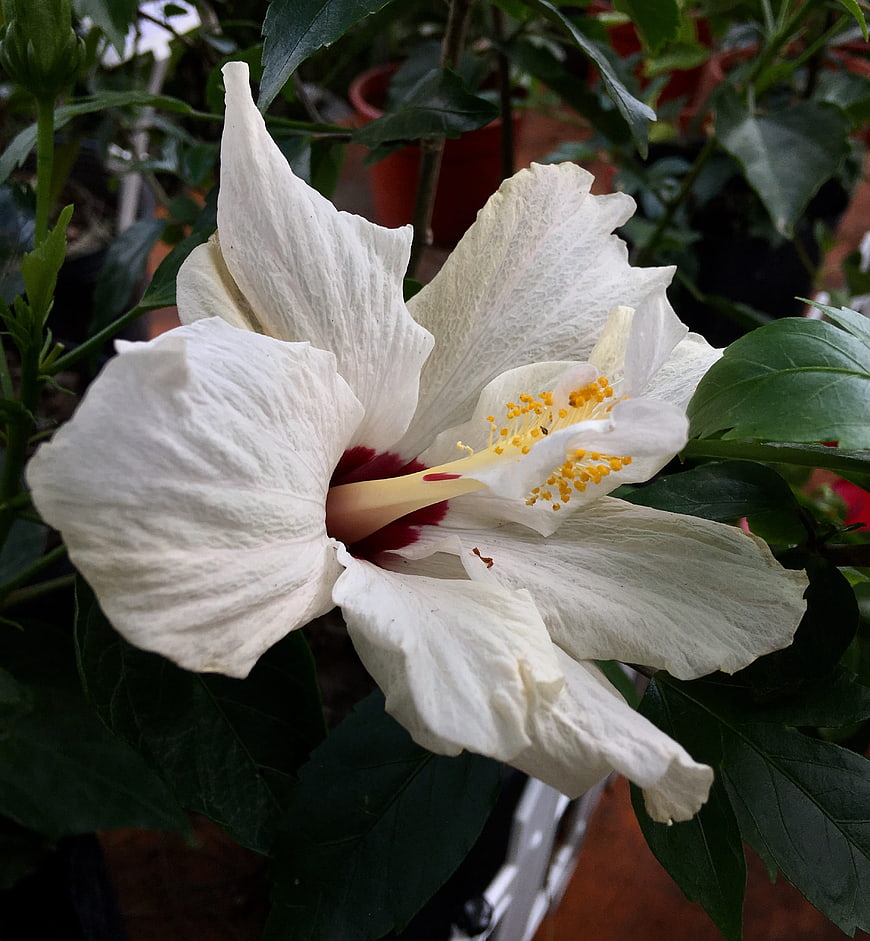 Close-up of a white hibiscus flower with red center