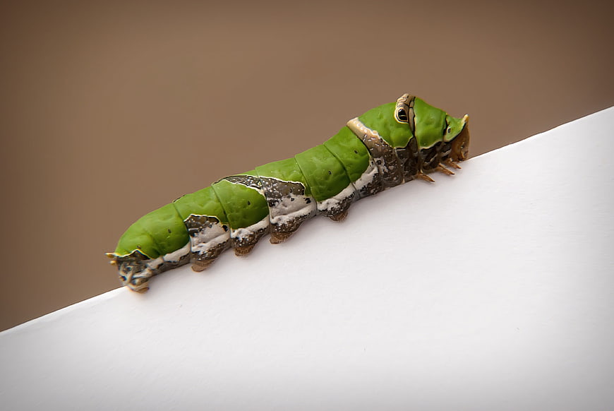 Green Swallowtail Caterpillar Macro on White Surface