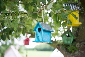 Colorful birdhouses hanging in a green tree branch