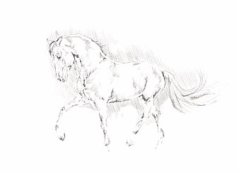 Pencil Sketch of a Walking Horse on White Background