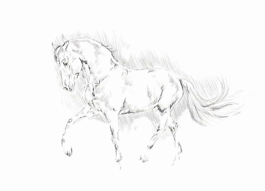 Pencil Sketch of a Walking Horse on White Background