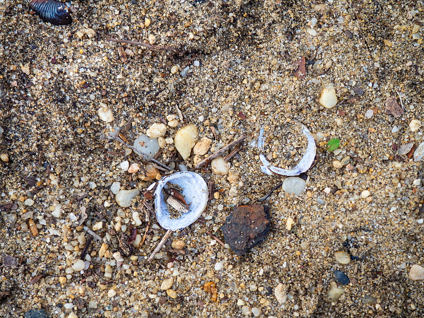 Broken white seashells on coarse sandy beach texture