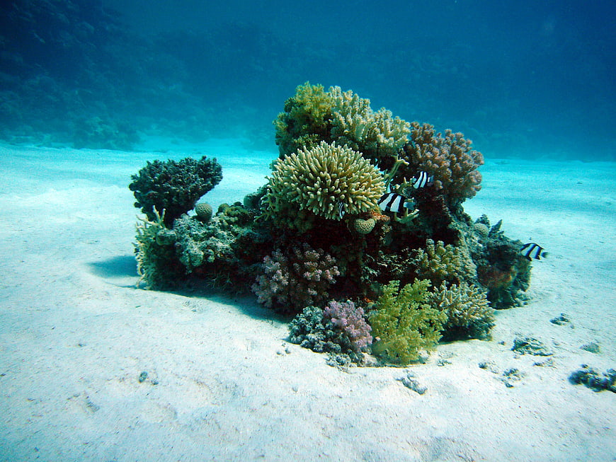 Vibrant coral reef with striped fish on sandy ocean floor
