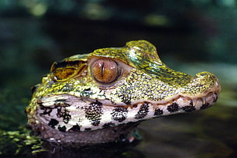 Close-up portrait of a spectacled caiman head in water