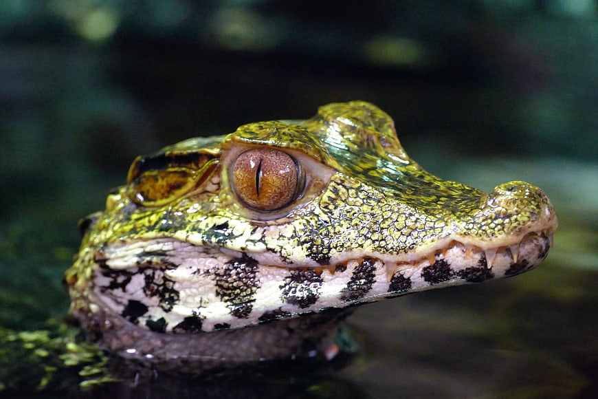 Close-up portrait of a spectacled caiman head in water