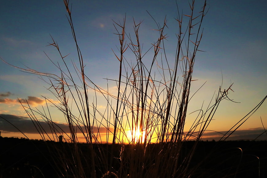 Silhouette of tall grass against a vibrant sunset sky
