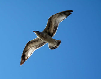 Seagull Soaring in Blue Sky