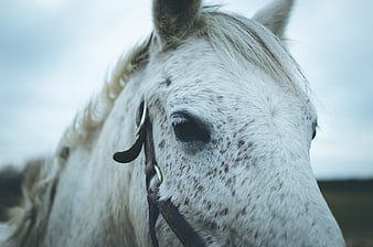 Close-up portrait of a white speckled horse with bridle