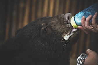 Close-up of wild boar drinking milk from bottle