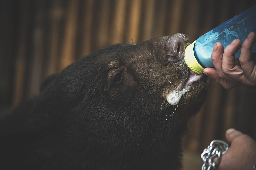 Close-up of wild boar drinking milk from bottle