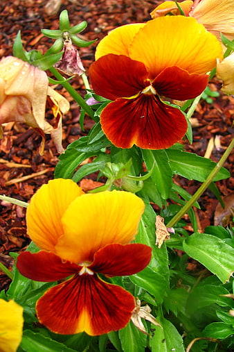 Vibrant Red and Yellow Pansies in Garden Bed