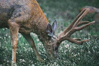 Male Red Deer Stag Grazing In Wildflower Meadow