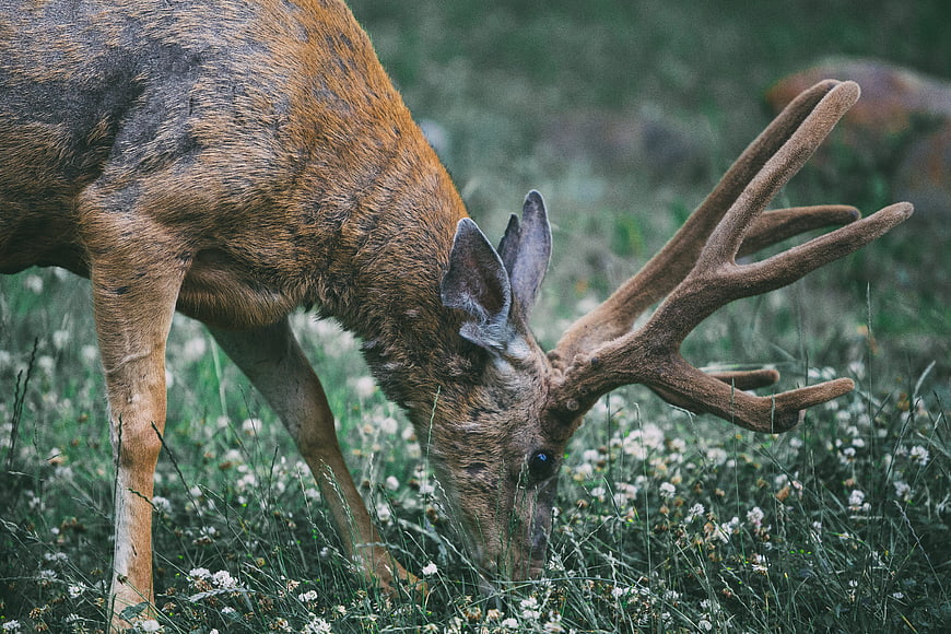 Male Red Deer Stag Grazing In Wildflower Meadow
