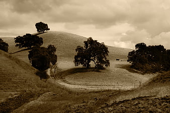 Sepia Toned Rolling Hills with Trees and Cows