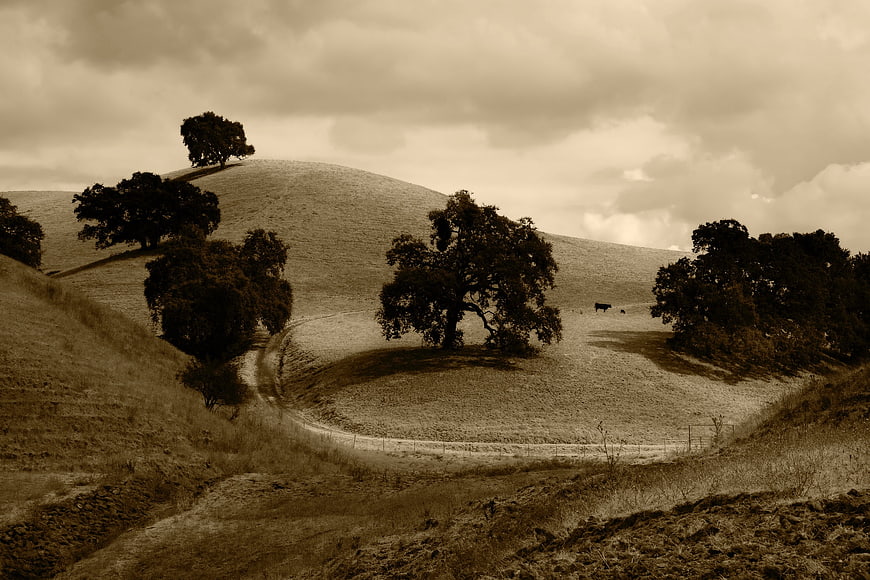 Sepia Toned Rolling Hills with Trees and Cows