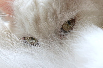 Close-up of White Cat Eyes and Fluffy Fur