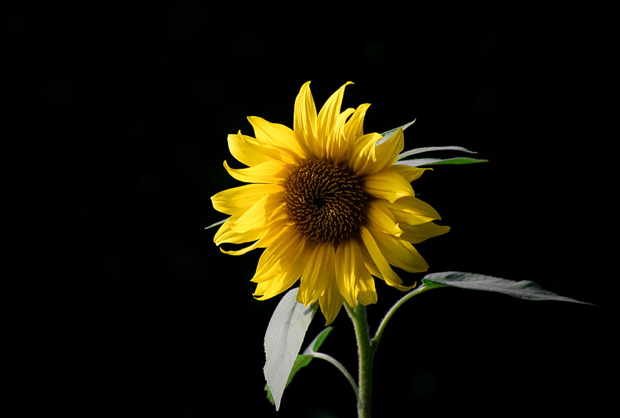Vibrant Sunflower Isolated on Black Background