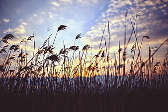 Silhouette of reeds against a colorful sunset sky