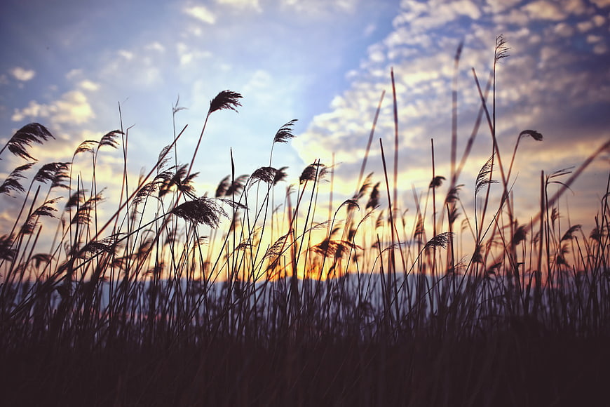 Silhouette of reeds against a colorful sunset sky