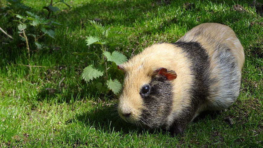 Tricolor Guinea Pig Foraging In Green Grass