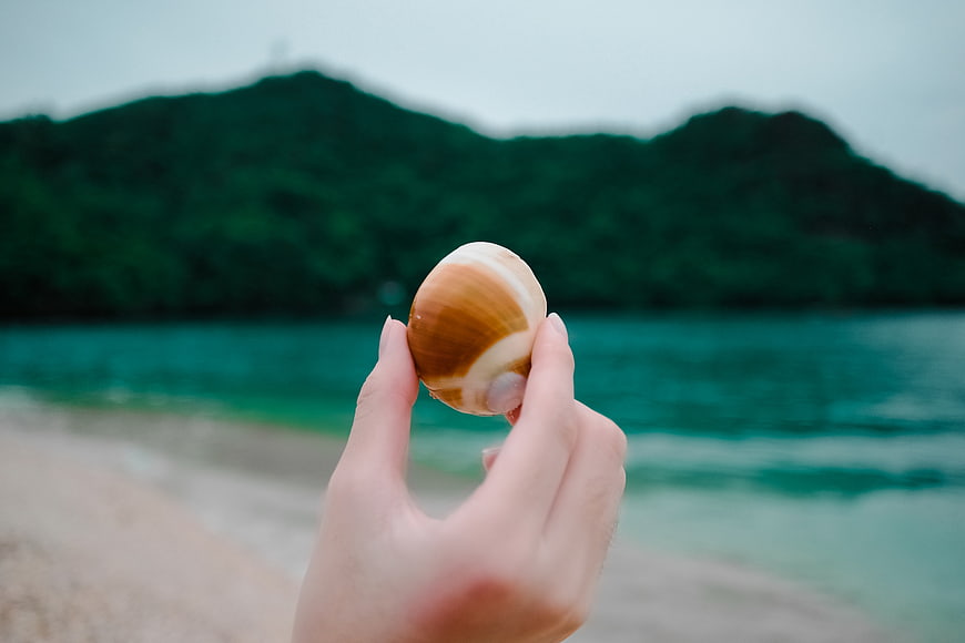 Hand holding seashell on tropical beach with ocean background