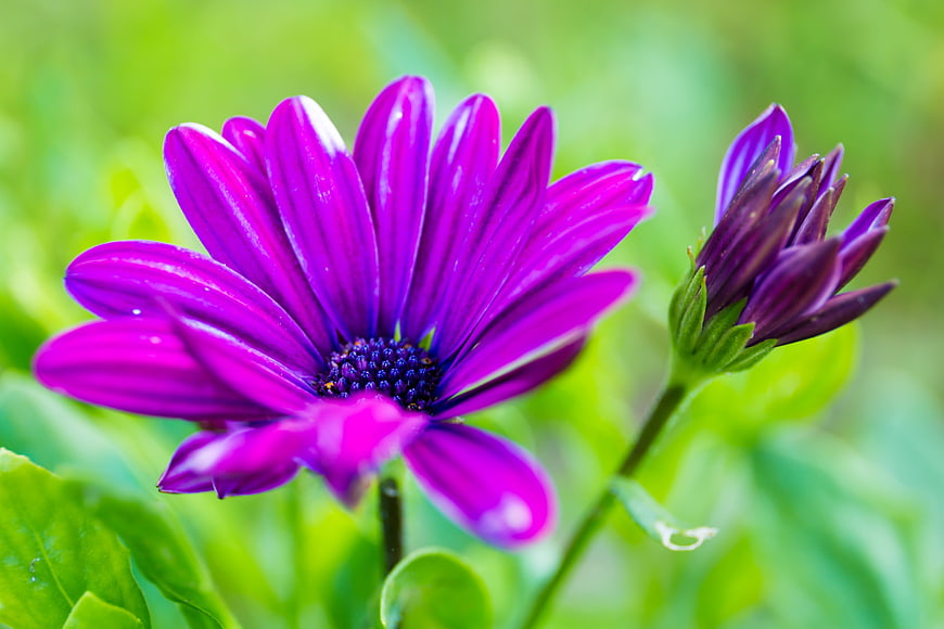 Vibrant Purple Gerbera Daisy Close-Up with Green Background
