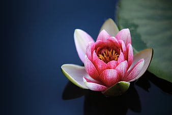Pink Water Lily Floating on Dark Blue Pond Water