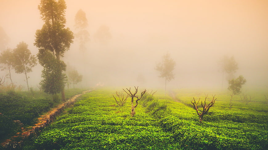 Misty Green Tea Plantation Landscape with Trees