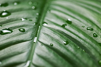 Close-up of green leaf with water droplets texture