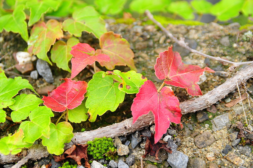 Red and green ivy leaves on rocky ground